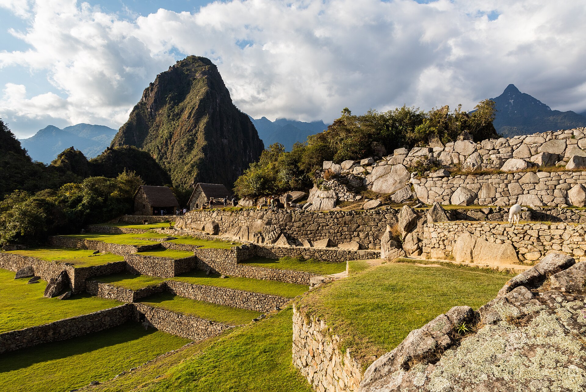 Andenes de Machu Picchu escalonados sobre la loma verde
