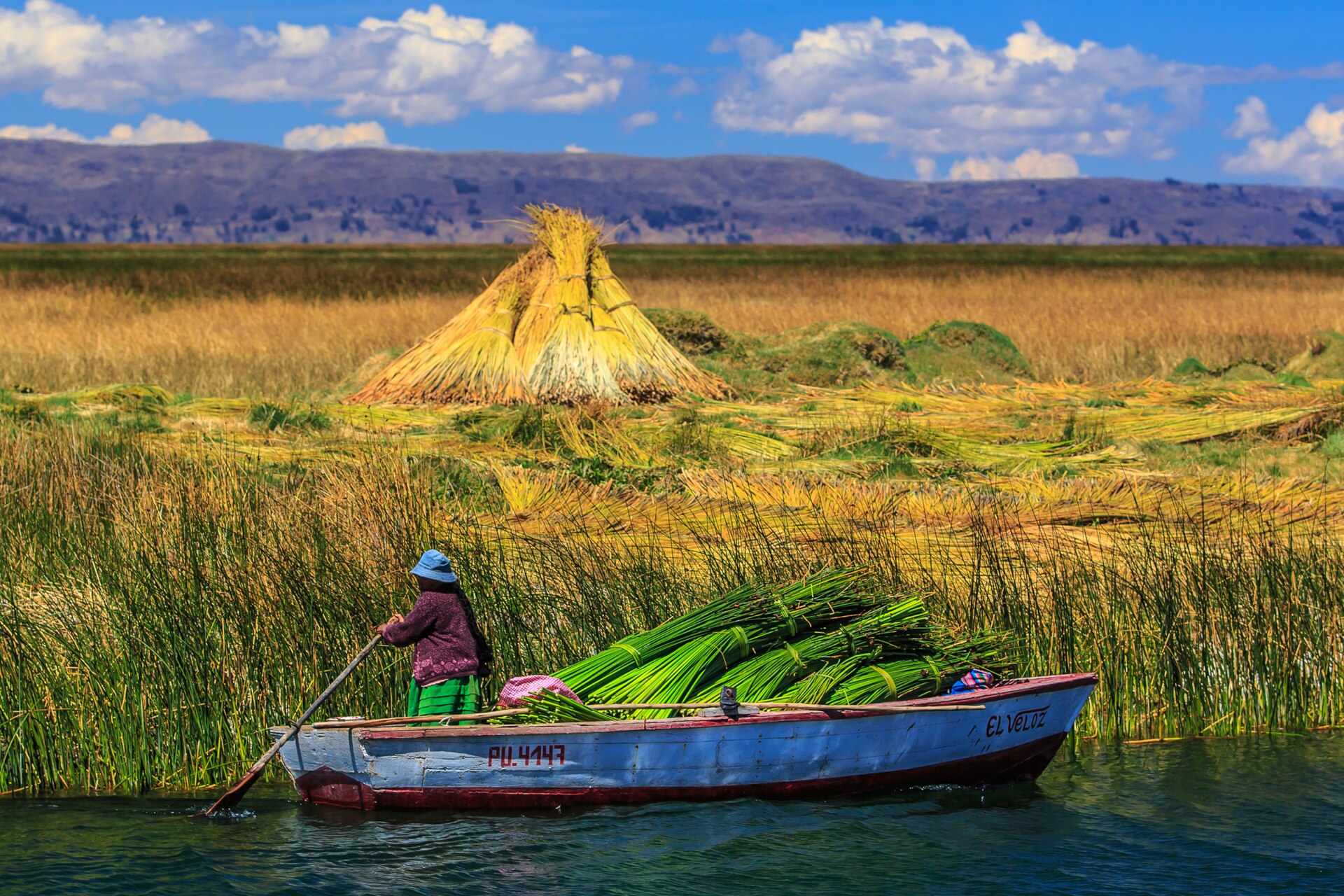 Mata de totora creciendo en las orillas del lago Titicaca